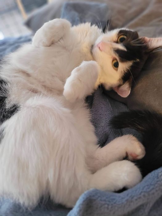 Śliczny Pierożek poleca sie do adopcji