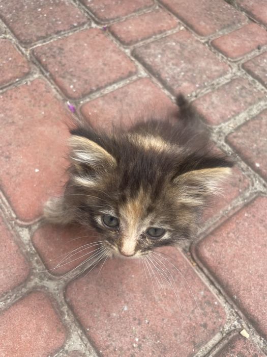 Отдам котенка в хорошие руки