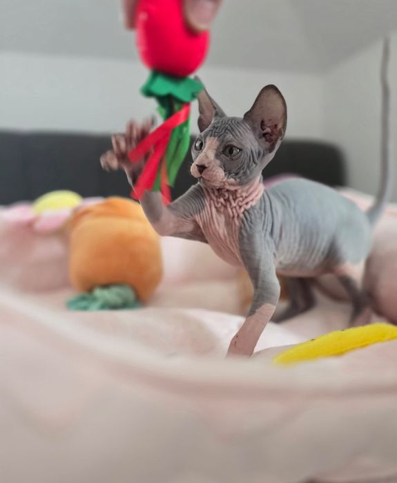 Sfiks kanadyjski - Apero - piękny maluszek