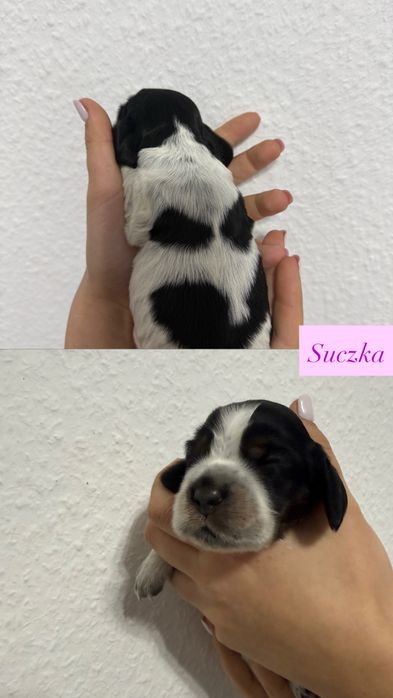 Cocker Spaniel Angielski