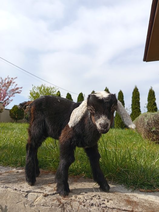 Продаються козенята