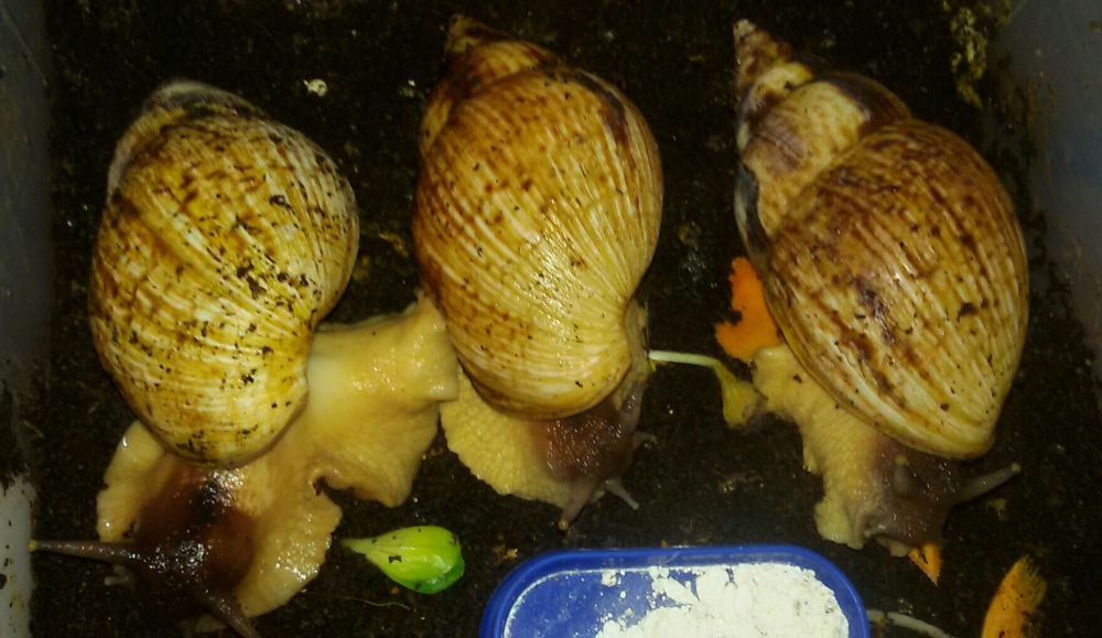 50 гр Улитки (равлики)сухопутные Ахатина АрхАхатина5