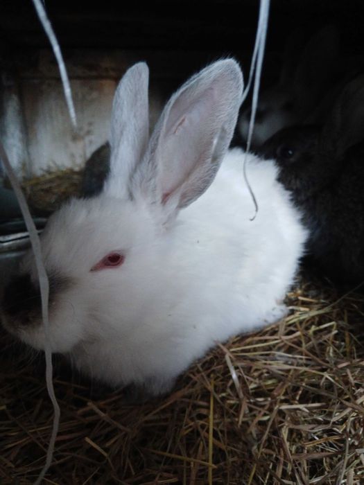 Кролі на плем'я метиси