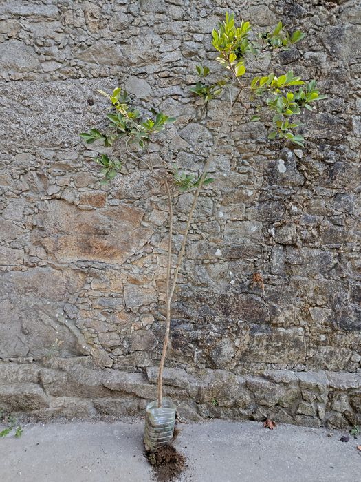 Plantas de Araçá amarelo com cerca de 2m