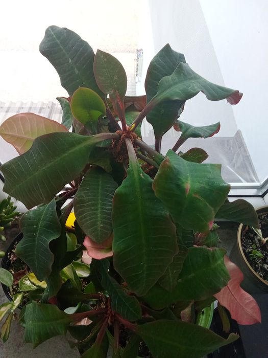 Sprzedam Wilczymlecz białounerwiony