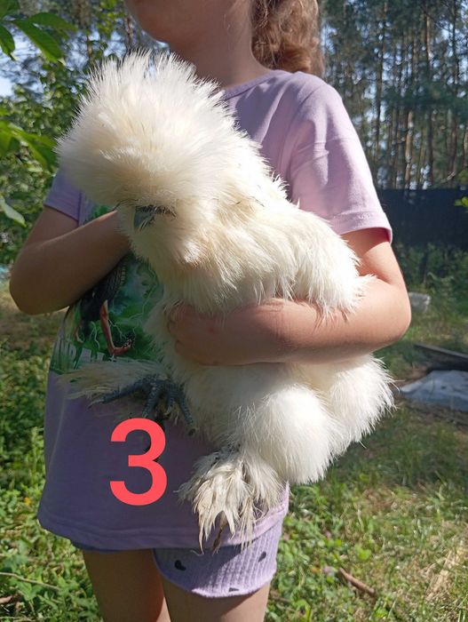 Silka-kogutki młode 18tyg.