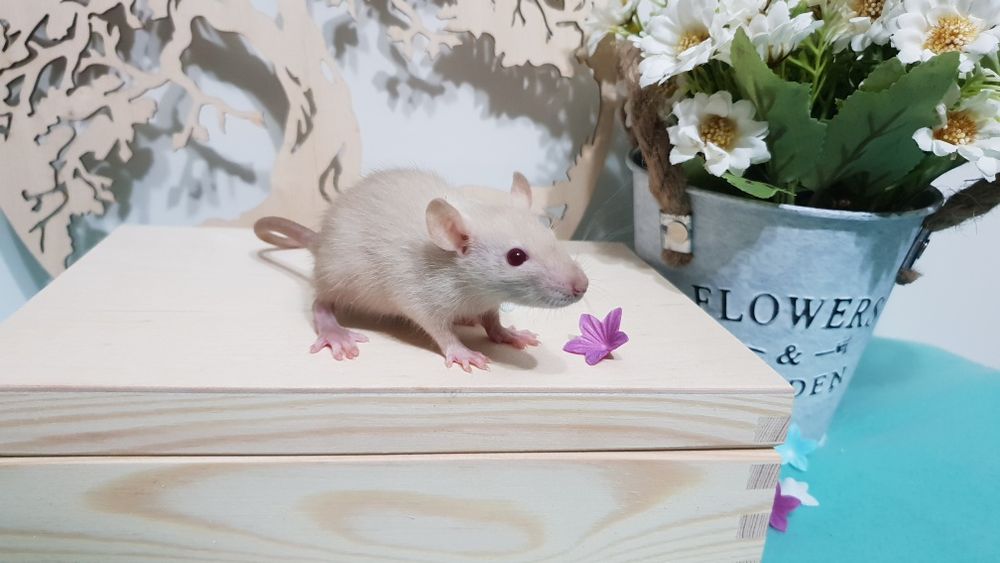 Szczur Szczury Szczurki wspaniałe ogonki Dowóz pod drzwi