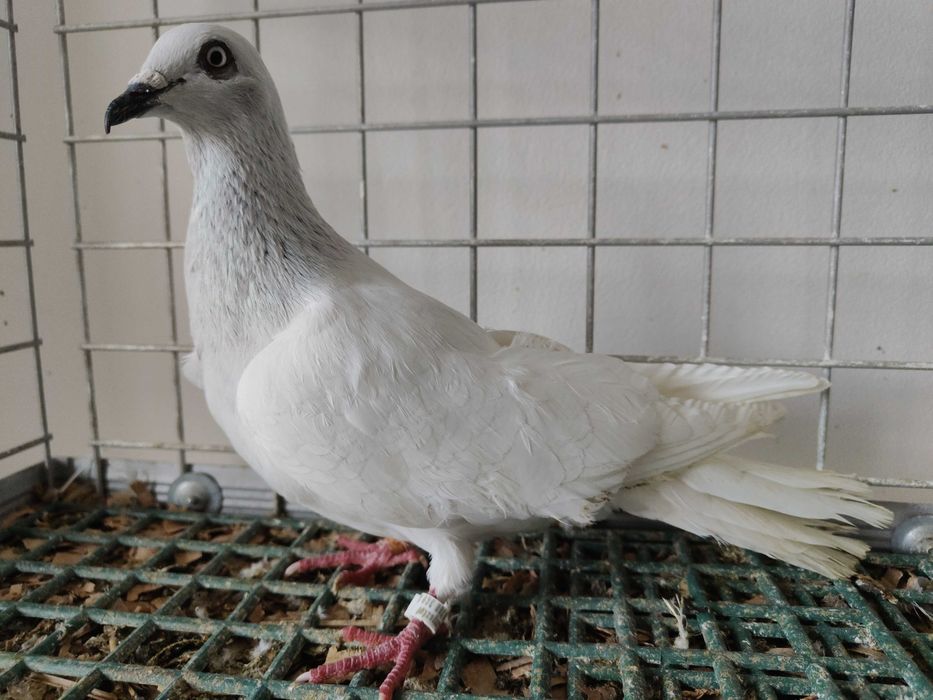 Jasny samiec na białym ogonie gołębie