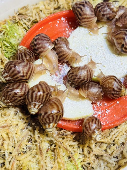 Улитки ахатины детки