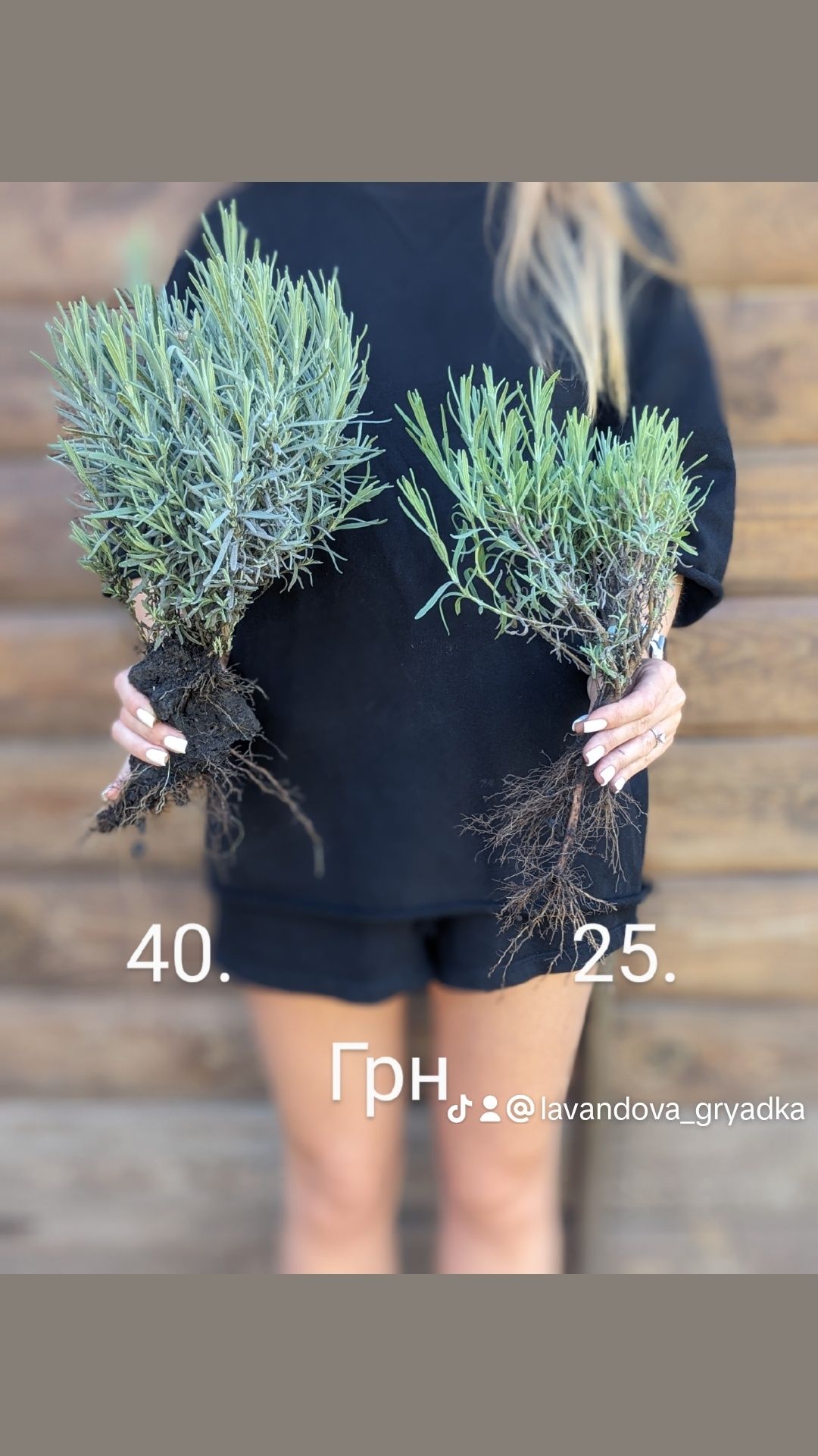 Саджанці лаванда, англійська вузьколиста,лавандин Гроссо, Елізабет,: 35 ...
