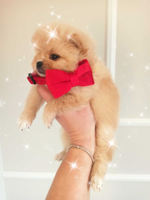 Piesek szpic miniaturowy*** pomeranian mega słodziak