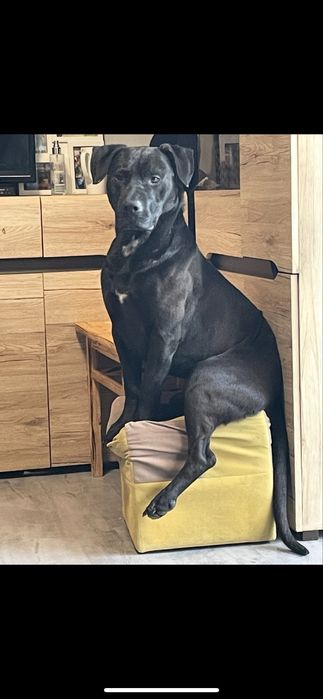 Dixon szuka nowego domu zapraszam do kontaktu