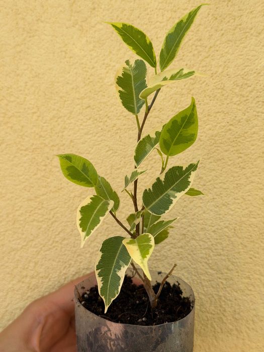 Planta Ficus Benjamina