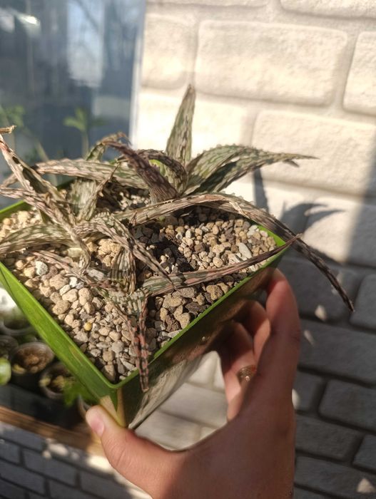 Алоє алое гібрид кімнатна квітка суккулент сукулент