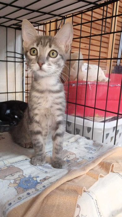 Gatos bebés para adoção consciente
