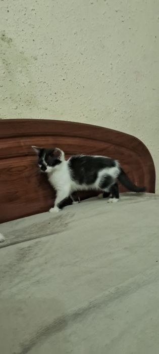 Кошенята в добрі руки