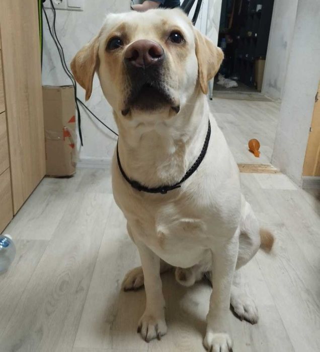 Вязка лабрадор кобель