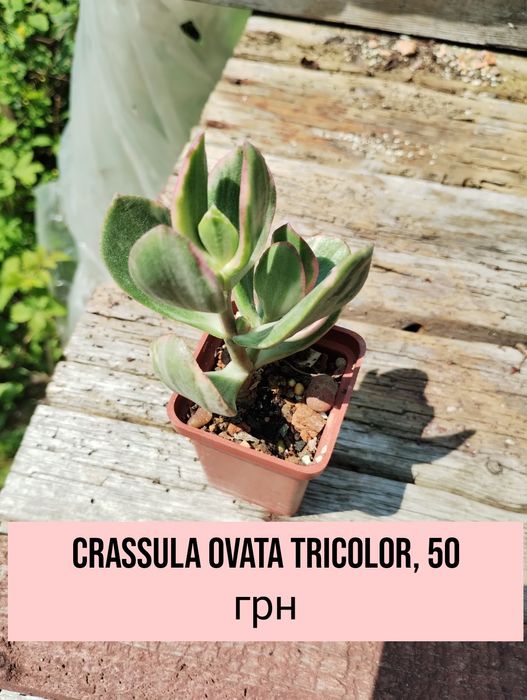 Сортові сукуленти