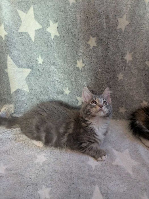 Кошенята Мейн -кун