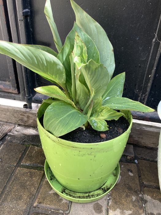 юкка Канны уличные растения