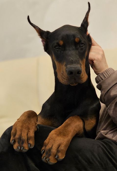 Топ дівчинка. Лагідна,ніжна,