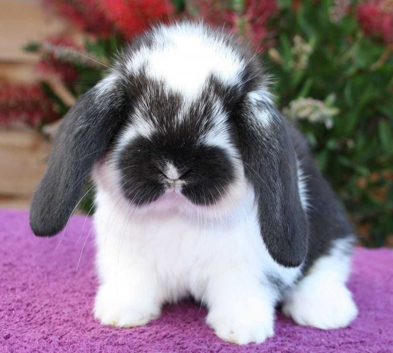 КРОЛИКИ- МИНИ - Лучший Подарок. Красивые Разные. и ВИСЛОУХИЕ. в ОДЕССЕ