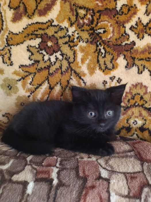 Супер красавчики,мальчики и девочки.бесплатно!