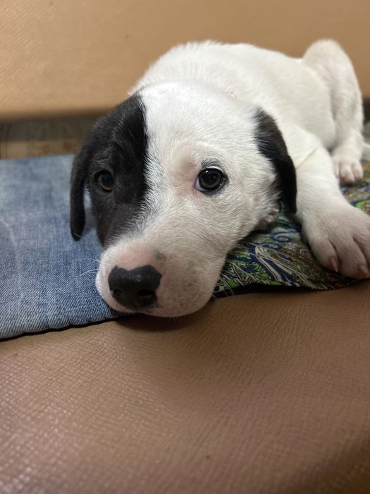 Девочка в добрые руки