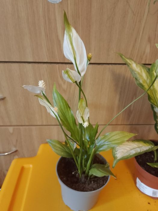 Sprzedam dwie młode sadzonki roślin pokojowych
