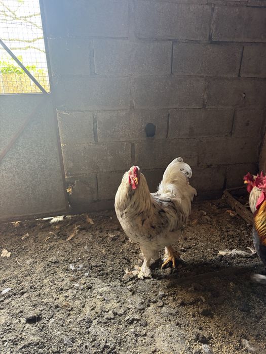 Galos de diferentes raças