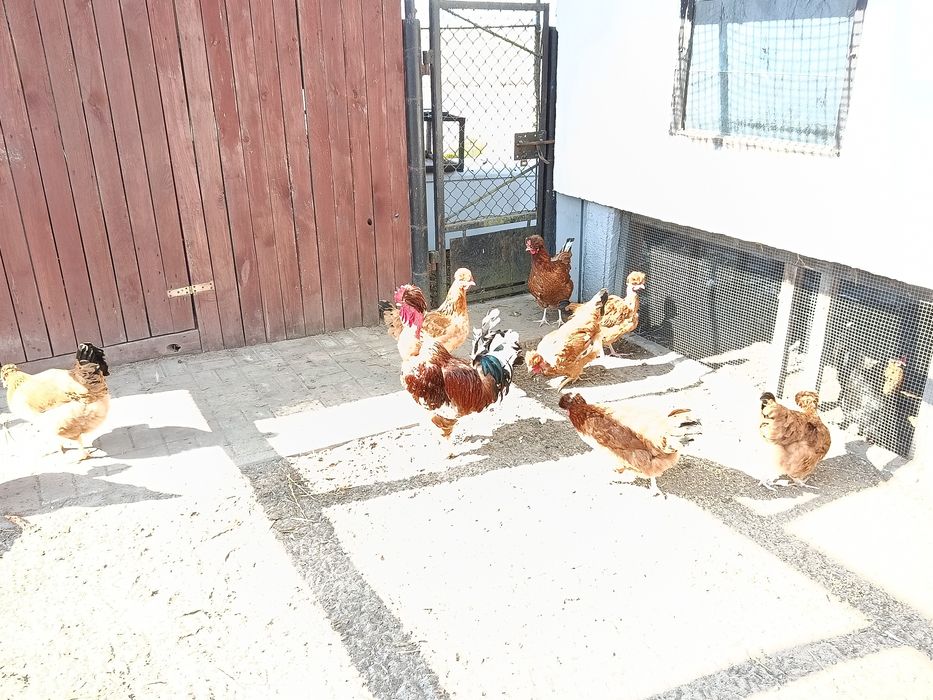 Jajka na sprzedaż od kur gołoszyjków