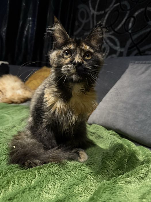 Яскрава красуня, 3.5 місяці, готова до переїзду