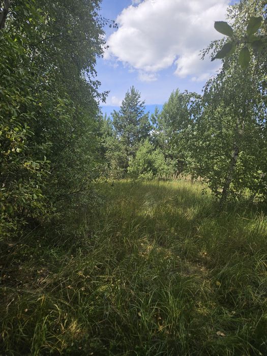 Продажа,обмен участка от 0.24Га с.Нежиловичи, застройка в лесу