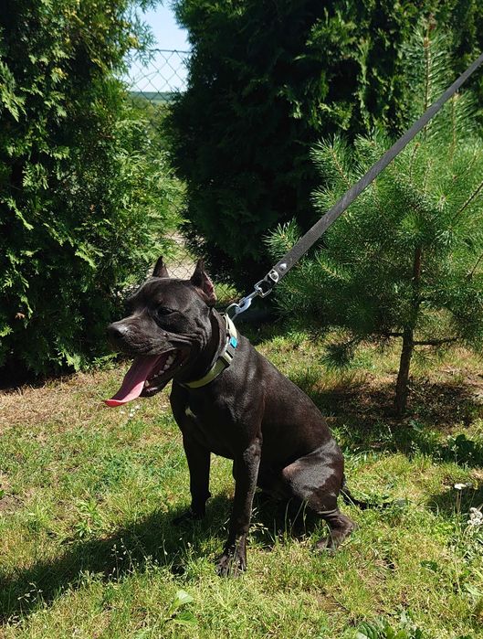 Львів. американський пітбуль. Доставка. Pitbull. АПБТ