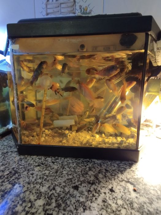 Ciclídeos africanos