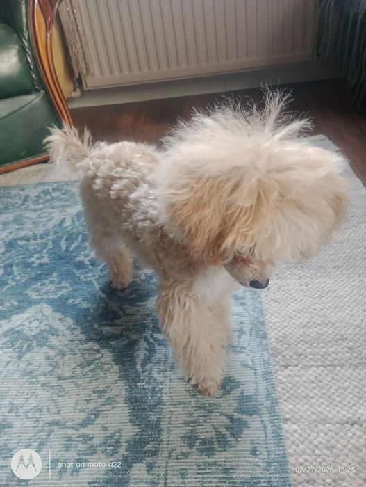 Pudel miniaturowy xBichon frise