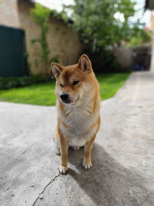 (Можно без денег )Мальчик сиба ищит пару без обязательств документы в