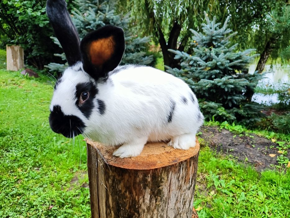 Króliki mieszańce (samce)