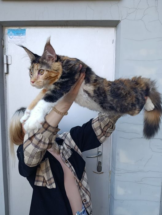 Продам Мейн-куна кошеня  дівчинка з документами