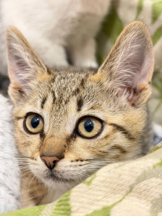 Кошеня дівчинка безкоштовно