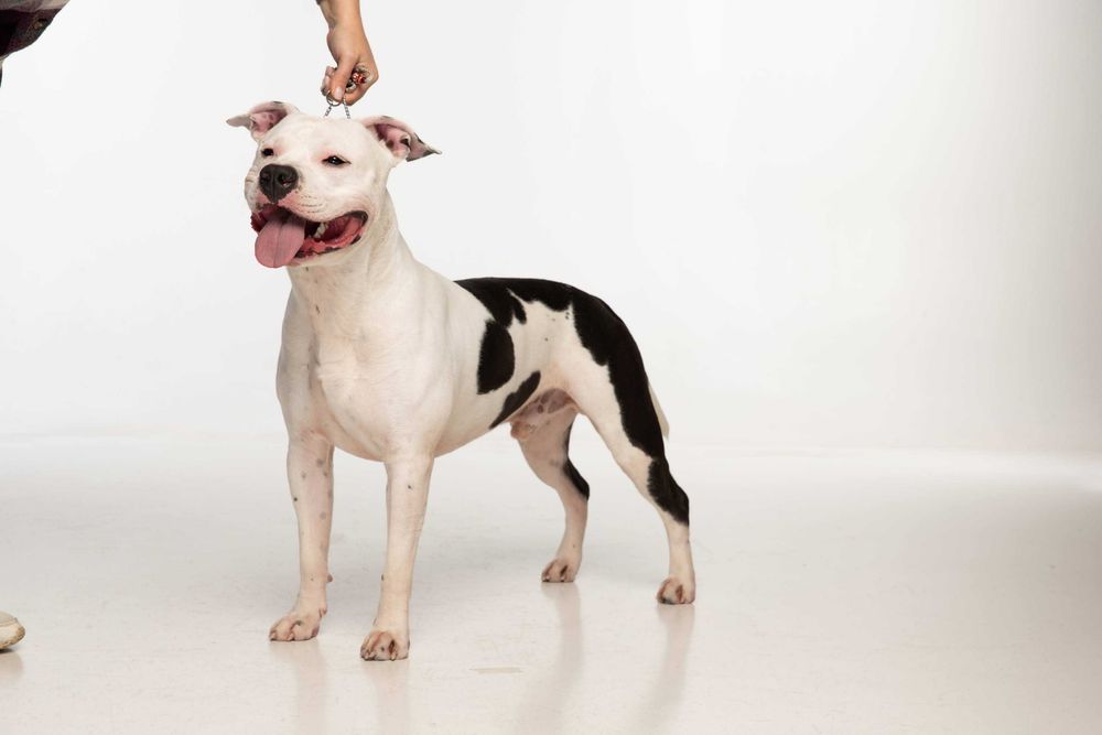 Вʼязка амстафф (American staffordshire terrier)
