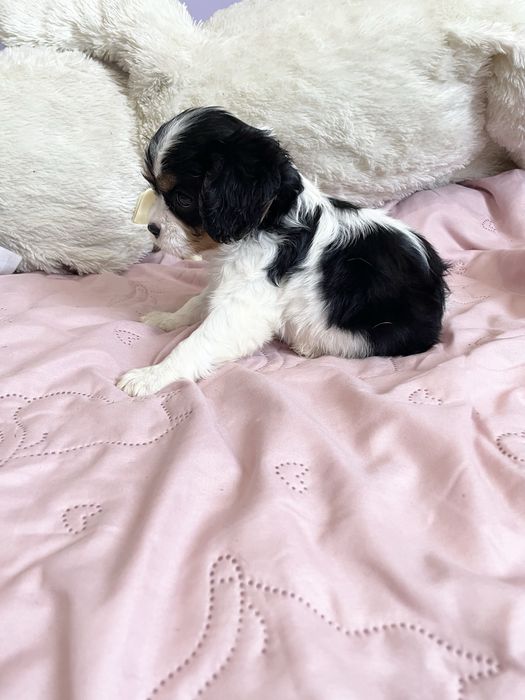 Cavalier dziewczynka tricolor