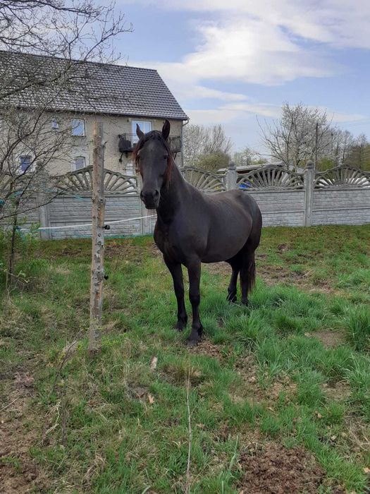 3-letnia klacz półfryzyjka na sprzedaż