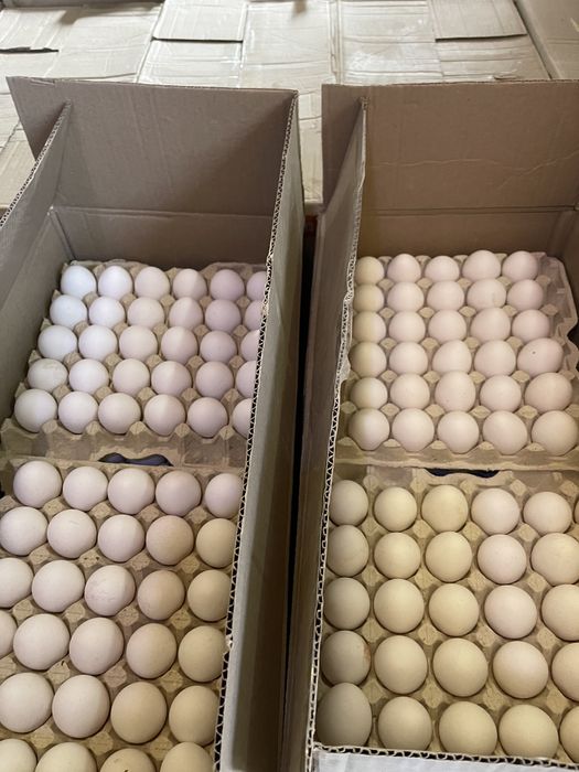 Яйцо опт розница столовое