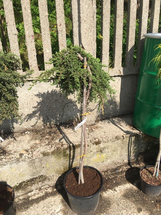 Jałowiec pospolity na pniu (juniperus communis greenmantle)