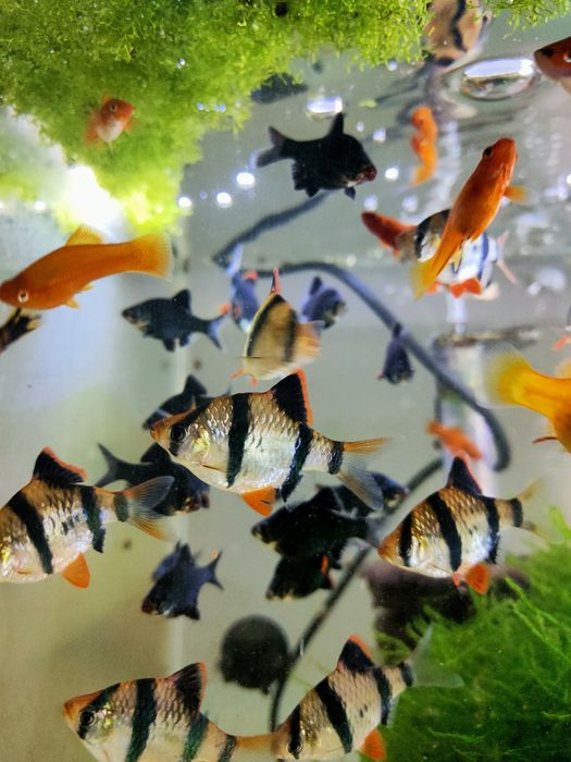 Brzanka  mszysta/sumatrzańska