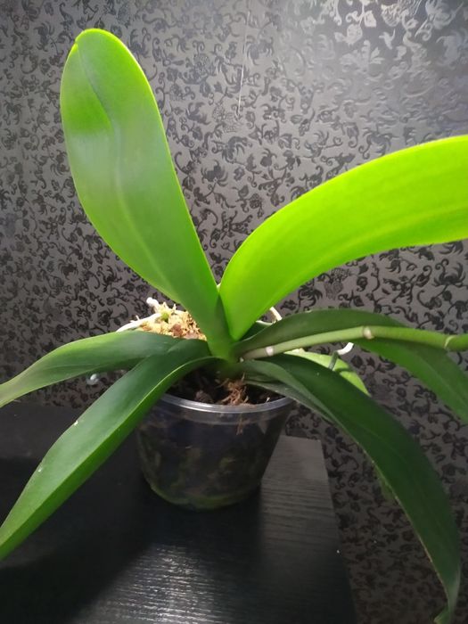 Кімнатні рослини