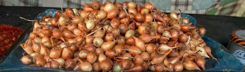 Лук-севок.Арпаж.Тыканка.