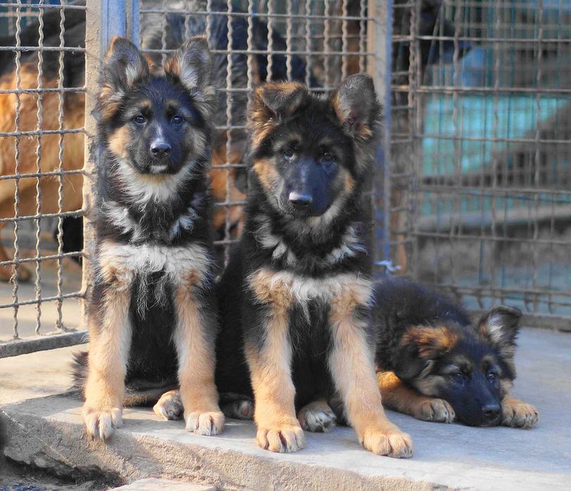 немецкая овчарка