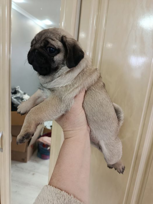 Підростають цуценята